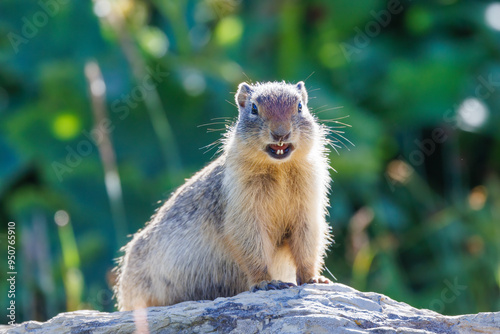 Columbian ground squirrel (Urocitellus columbianus) looking directly at the camera at Logan Pass in Glacier National Park, Montana, USA photo