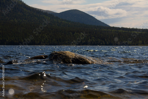 The coastline of the White Sea, in summer, in July, in the Murmansk region, in the north.Tourism, deserted place of rest