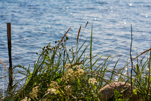The coastline of the White Sea, in summer, in July, in the Murmansk region, in the north.Tourism, deserted place of rest