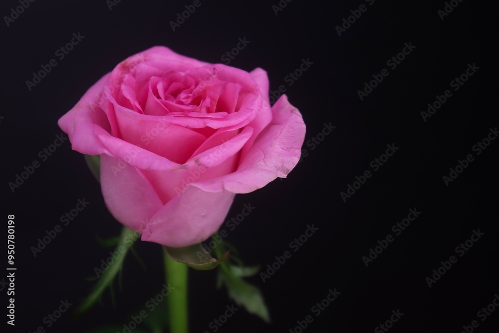 Pink Roses With Green Leaves Isolated In The Black Background Pink Roses With Green Leaves Isolated In The Black Background