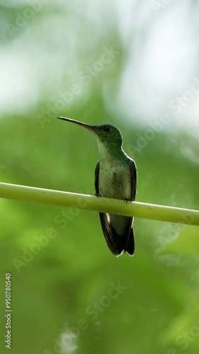 hummingbird 