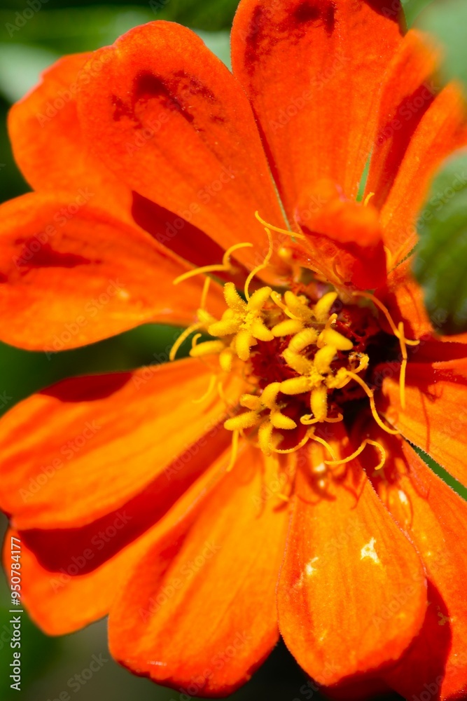 Close-Up of a Radiant Orange Flower Close-Up of a Radiant Orange Flower