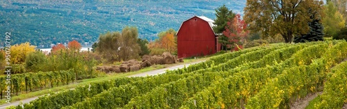A vineyard and red barn at a winery in the finger Lakes region of upper New York photo
