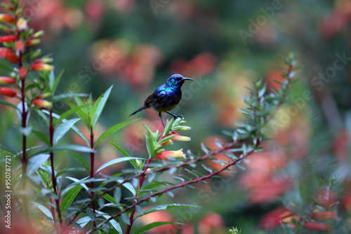 The variable sunbird or yellow-bellied sunbird (Cinnyris or Nectarinia venustus) in Nyungwe National Park, Rwanda photo