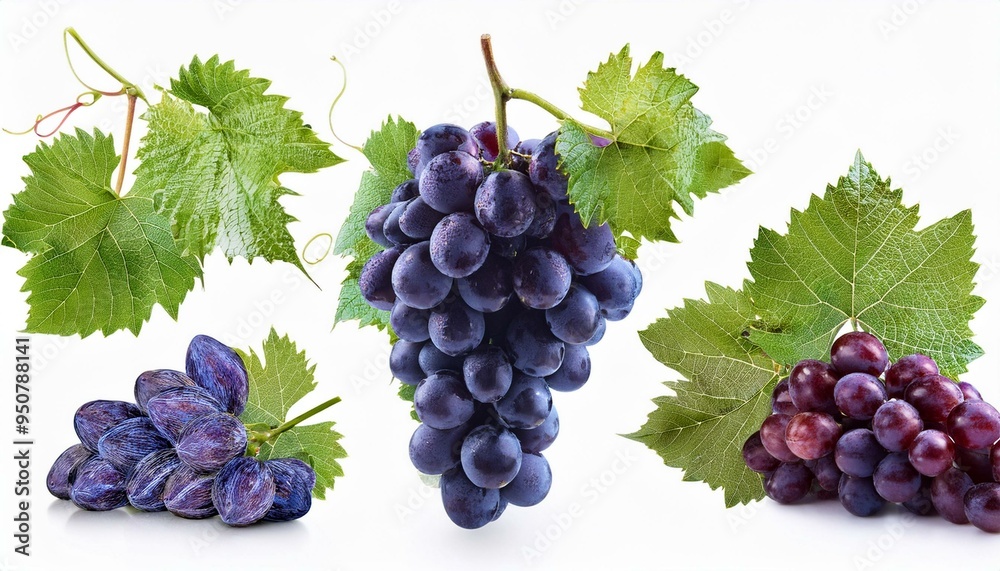 Fototapeta premium Set of Grape and leaves, isolated on white background