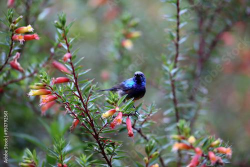 The variable sunbird or yellow-bellied sunbird (Cinnyris or Nectarinia venustus) in Nyungwe National Park, Rwanda photo