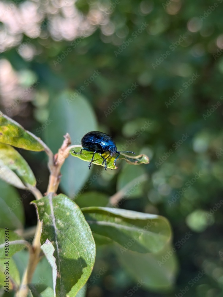 Cobalt Milkweed Beetle Cobalt Milkweed Beetle