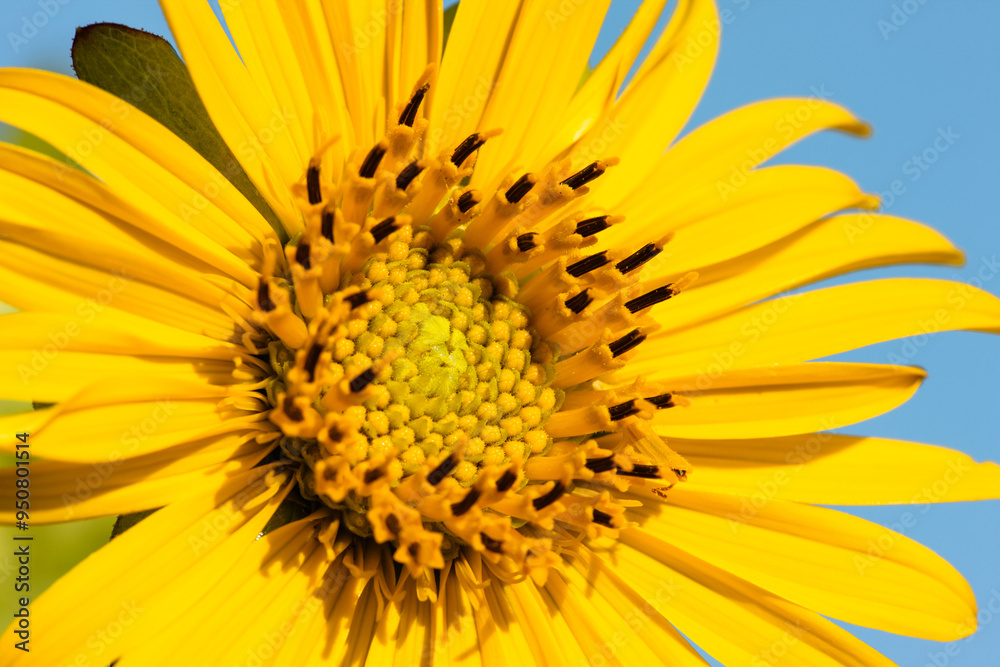 Cup plant flower against morning blue sky Cup plant flower against morning blue sky