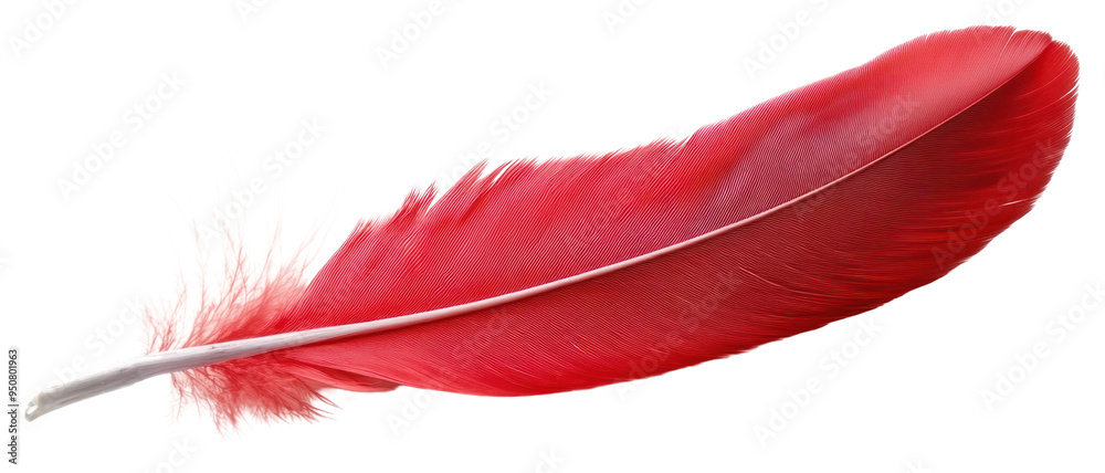 PNG Vibrant red feather isolated white