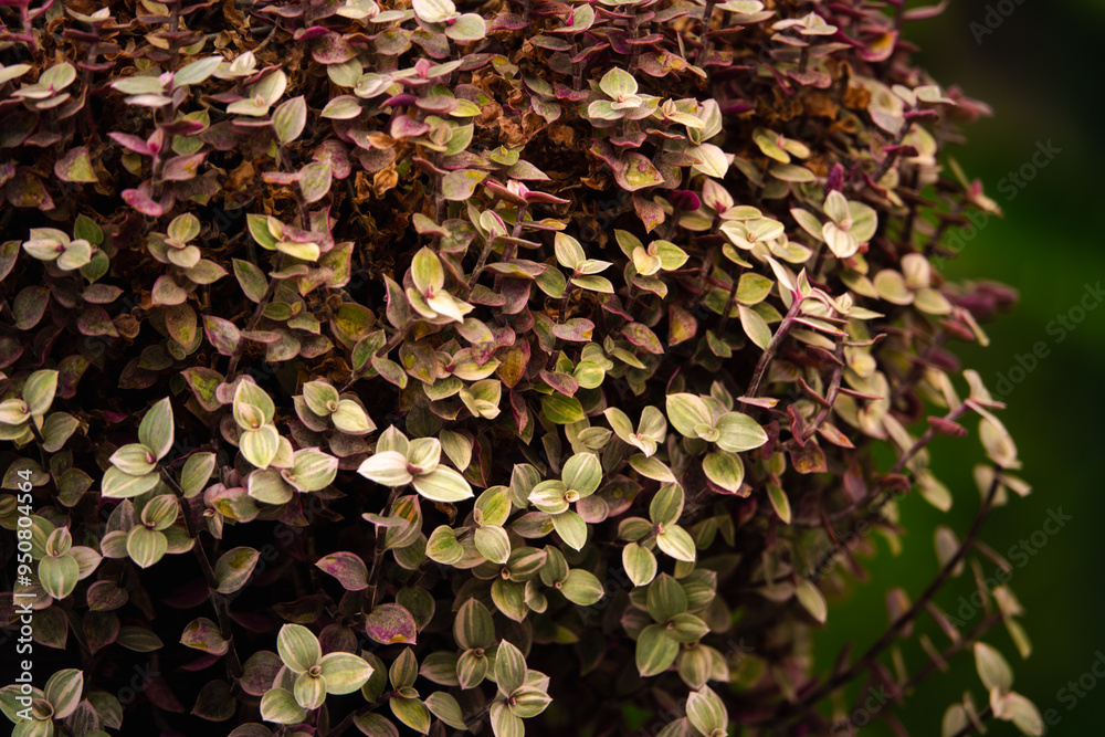 A plant with green and brown leaves is growing on a green background A plant with green and brown leaves is growing on a green background