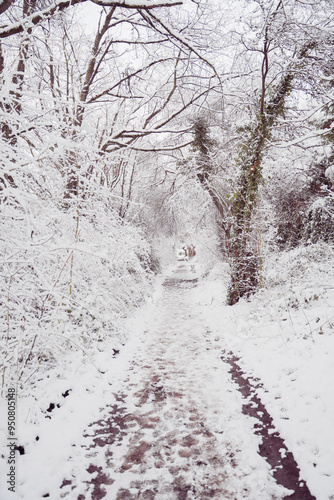 Wallpaper Mural Walking Path Covered with Snow in a Winder Environment Torontodigital.ca