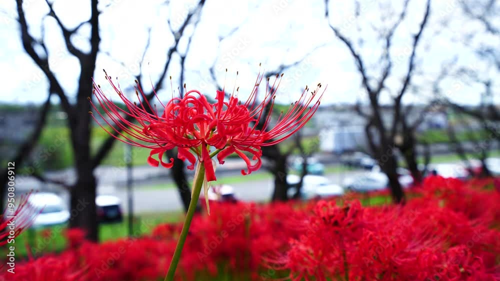 Red spider lilies (Lycoris radiata) at Satte's Gongendo park Red spider lilies (Lycoris radiata) at Satte's Gongendo park