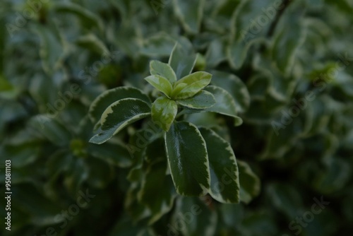 Primer plano de planta, pitosporo de hojas tenues, en un jardín  photo