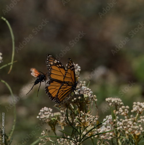 A tarantula wasp moves in on a monarch butterfly