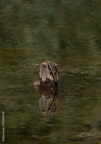 stump in the water of a reed reflected pond