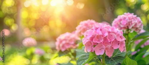 Beautiful Pink Flowers In The Park Having Scientific Name Hydrangea Macrophylla And Common Name French Hydrangea Or Hortensia H Macrophylla