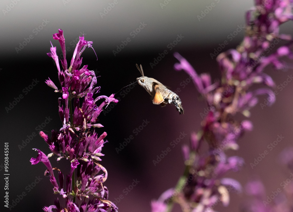 hummingbird moth