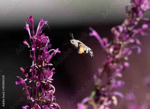 Obraz na płótnie hummingbird moth w salonie