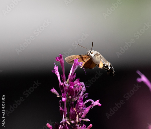 hummingbird moth