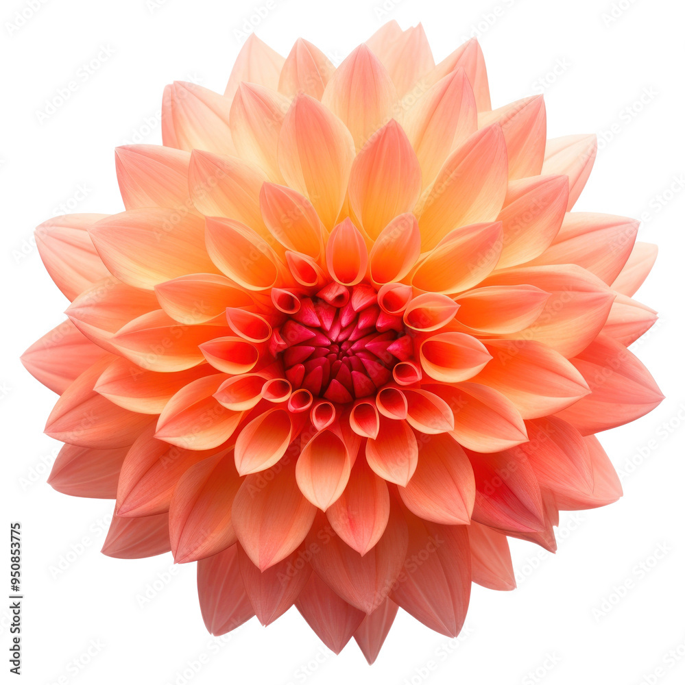 PNG Vibrant orange dahlia flower PNG Vibrant orange dahlia flower