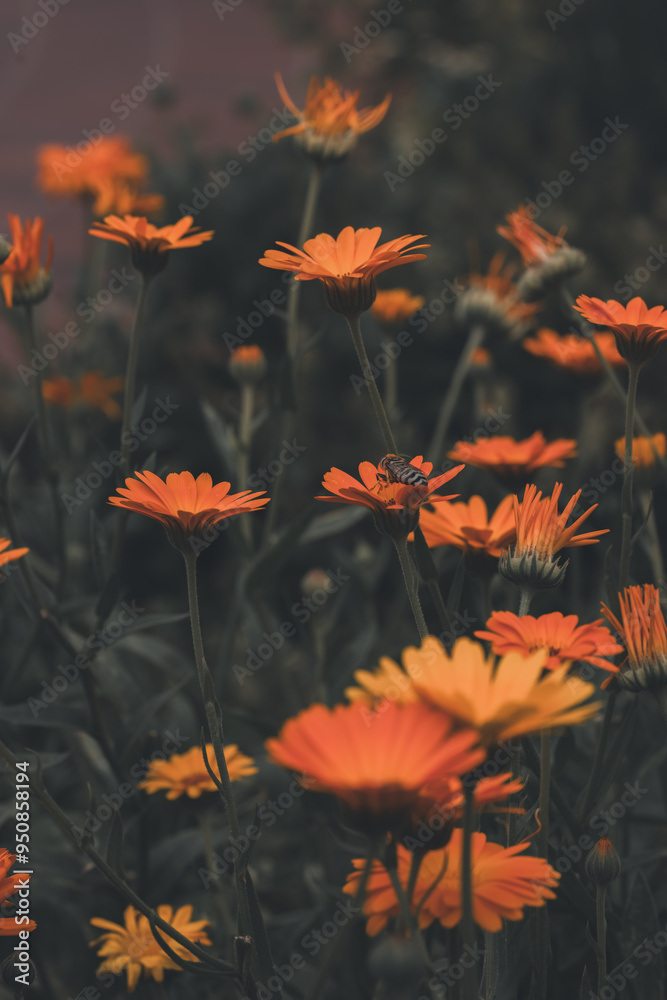 Flowers in a garden Flowers in a garden