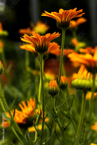 flower in the garden