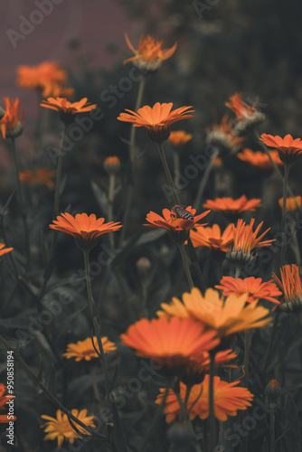 Flowers in a garden