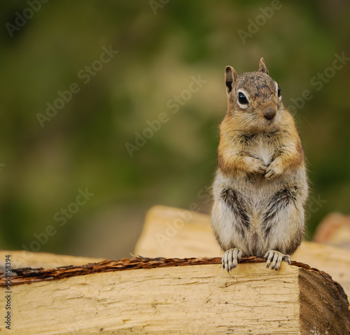 A chipmunk relaxing in the afternoon