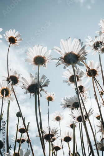 Daisy's in the sky