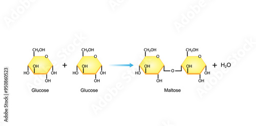 Maltose, malt sugar, chemical structure. Disaccharide Molecule. Glucose Sugar units. Scientific Diagram. Vector Illustration.