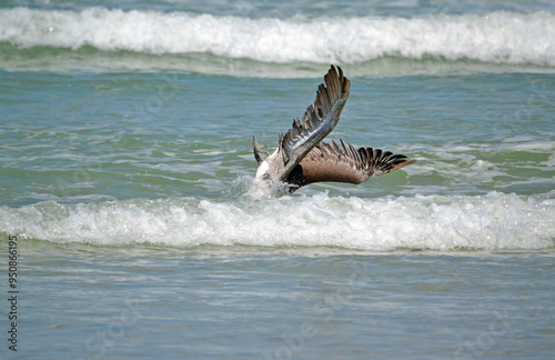 A Juvenile Brown Pelican dives headfirst, its head submerged and body tilting sideways in the trough of a crashing wave near the beach at Ponce Inlet, Florida.