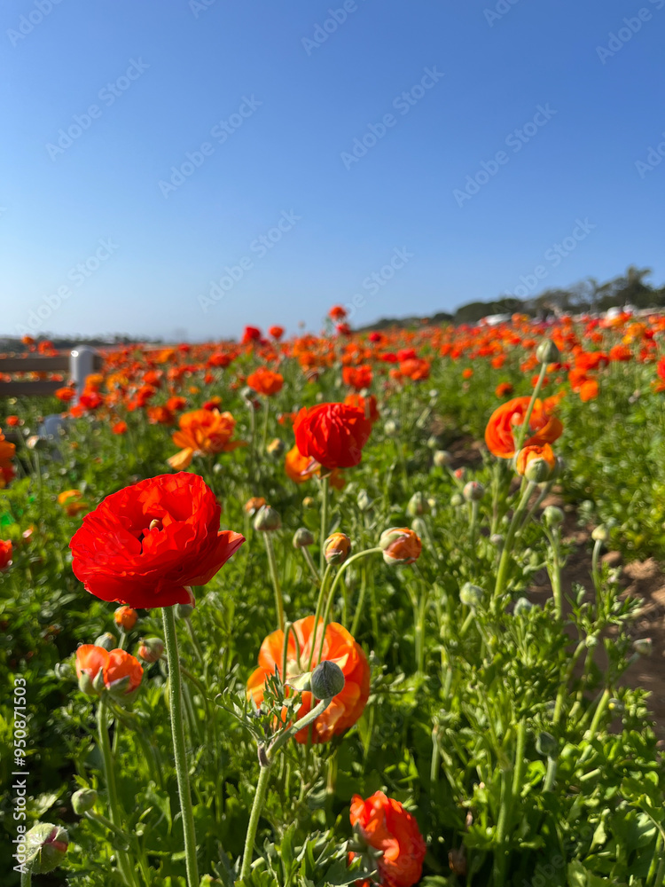 Field of Yellow and Red Flowers under a Clear Blue Sky in San Diego, California Field of Yellow and Red Flowers under a Clear Blue Sky in San Diego, California