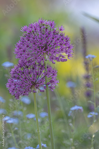 Allium Purple Sensation