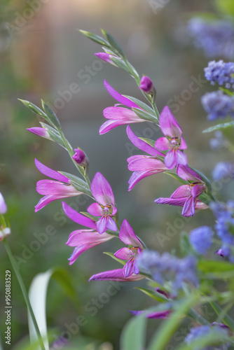 Gladiolus Byzantium
