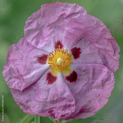 Pink Rock Rose Macro 