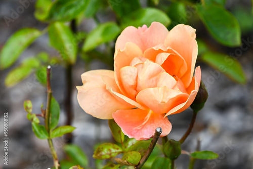 Seafront Park with pink rose at Clacton on Sea. Essex, UK, 27 August 2024 photo