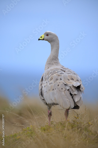 Hühnergans Cereopsis novaehollandiae photo