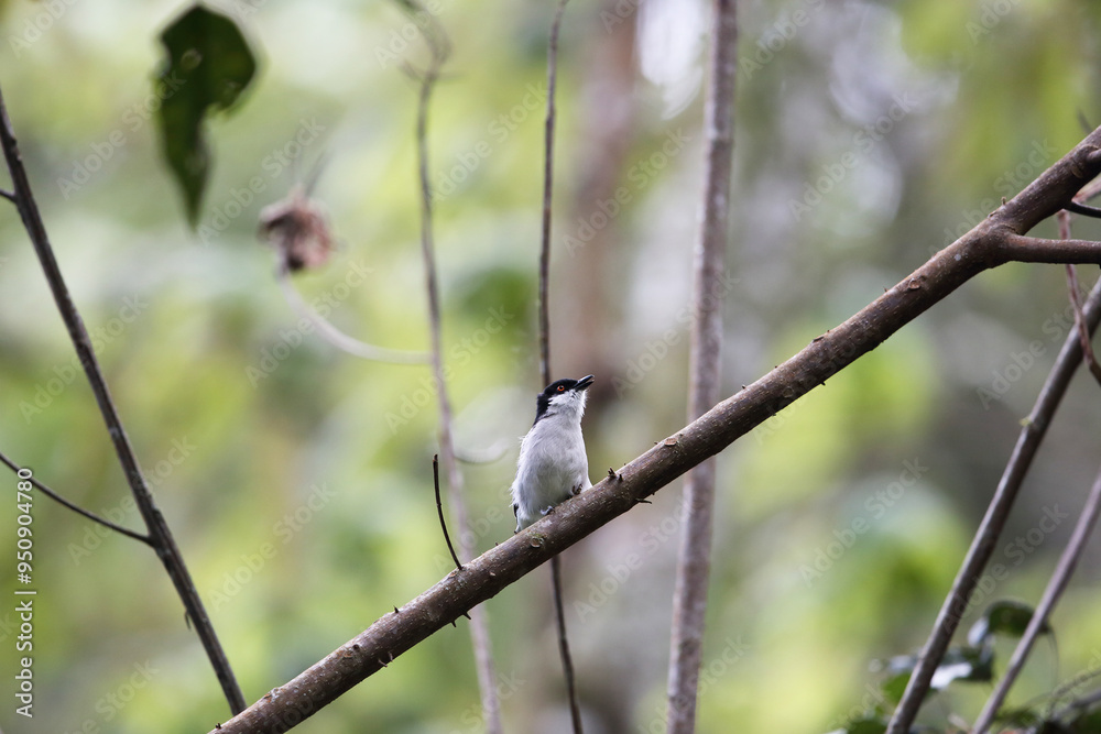 The northern puffback (Dryoscopus gambensis) is a species of bird in the family Malaconotidae. This photo was taken in Nyungwe National Park, Rwanda. The northern puffback (Dryoscopus gambensis) is a species of bird in the family Malaconotidae. This photo was taken in Nyungwe National Park, Rwanda.