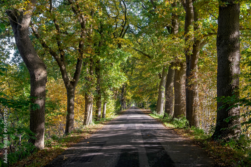 Obraz premium Eichenallee im Herbst