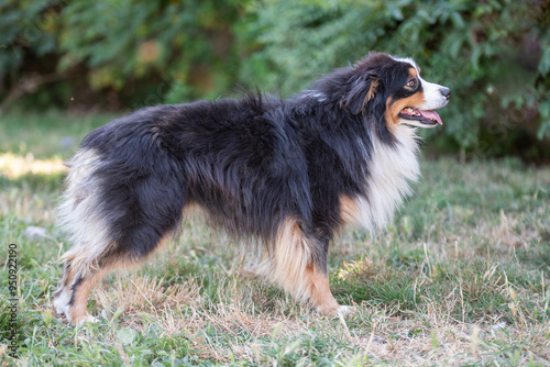 Chien adulte de race berger australien dans la nature  photo
