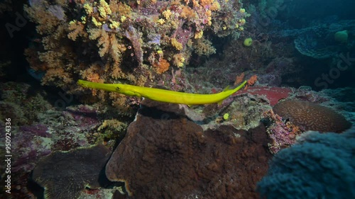 Yellow trumpetfish swimming above coral reef (Aulostomus - Lacépède) photo