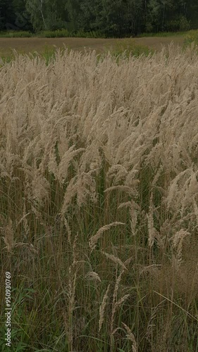 Inflorescence of wood  small-reed or bushgrass (Calamagrostis epigejos) swaying in the wind. A species of grass in the family Poaceae, native to Eurasia and Africa. Vertical video. photo