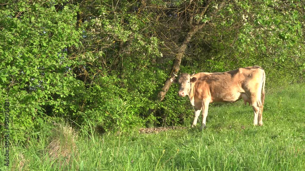 Beige cow is grazing on the lawn in the mountains Beige cow is grazing on the lawn in the mountains