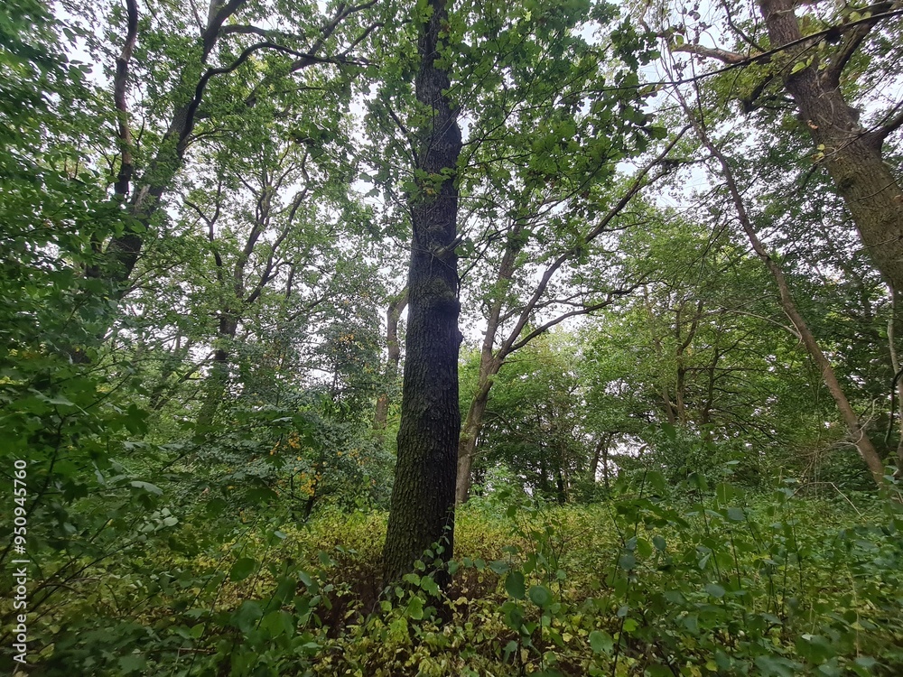 Fototapeta premium Baumlandschaft im Plänterwald in Berlin Treptow/Köpenick