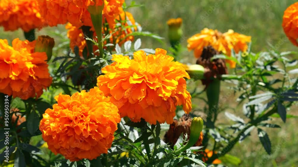 Bright large orange marigolds flowers in a summer garden. Tagetes. Bright large orange marigolds flowers in a summer garden. Tagetes.