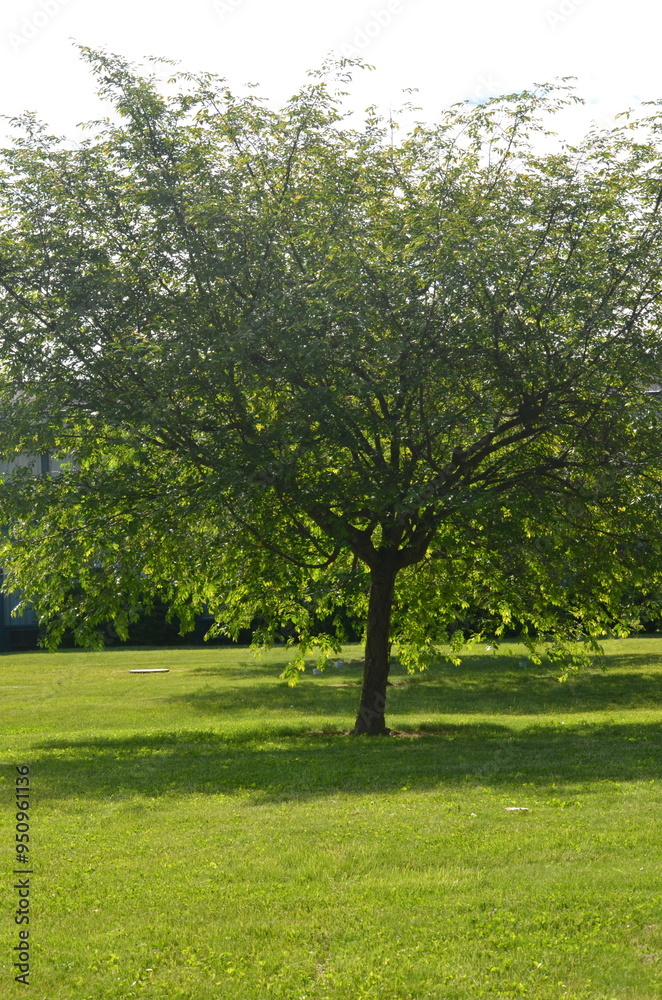 Tree in the Park During Morning – Serene Landscape with Grass and Lawn, Tranquil Outdoor Scene, Nature Photography, Peaceful Morning Light Tree in the Park During Morning – Serene Landscape with Grass and Lawn, Tranquil Outdoor Scene, Nature Photography, Peaceful Morning Light