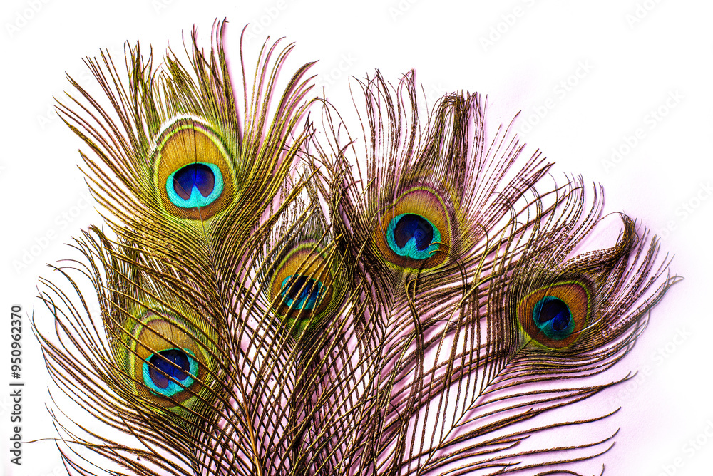 Obraz premium Peacock feather with copy-space, Peacock plume close-up