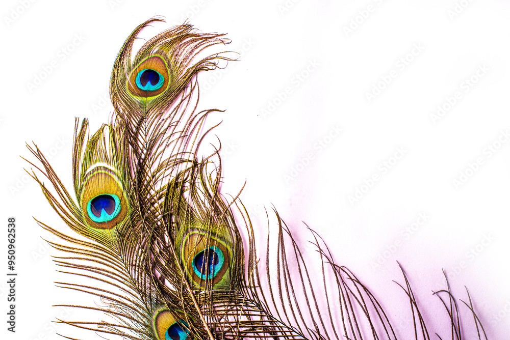 Obraz premium Peacock feather with copy-space, Peacock plume close-up
