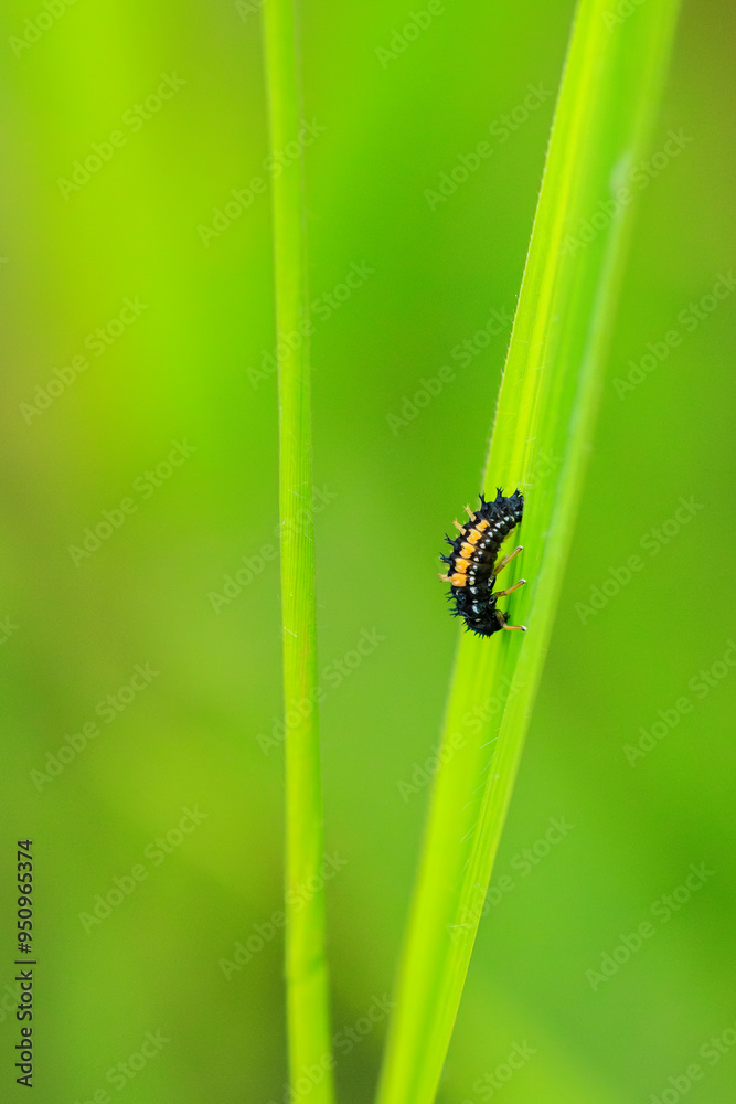 Ladybug larva insect closeup Ladybug larva insect closeup