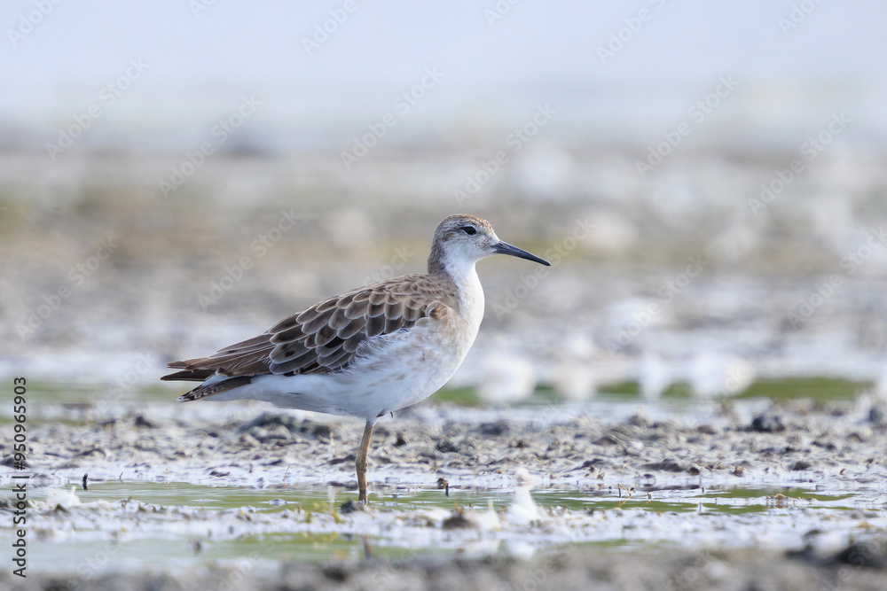 Ruff, Calidris pugnax, wading bird foraging in wetlands Ruff, Calidris pugnax, wading bird foraging in wetlands